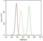 FKBP8 Antibody in Flow Cytometry (Flow)
