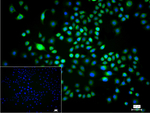 FKBP8 Recombinant Rabbit Monoclonal Antibody (9C2)