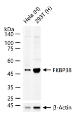 FKBP8 Antibody in Western Blot (WB)