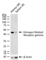 ESRRG Antibody in Western Blot (WB)