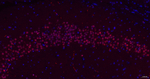 TCF4 Recombinant Rabbit Monoclonal Antibody (3C12)