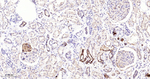ARHGAP5 Antibody in Immunohistochemistry (Paraffin) (IHC (P))