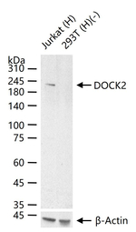 DOCK2 Antibody in Western Blot (WB)
