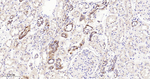 STK39 Antibody in Immunohistochemistry (Paraffin) (IHC (P))