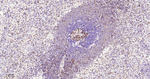 STK39 Antibody in Immunohistochemistry (Paraffin) (IHC (P))