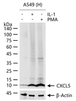 CXCL5 Antibody in Western Blot (WB)