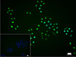 HMGN2 Recombinant Rabbit Monoclonal Antibody (4E5)