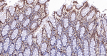 HMGN2 Antibody in Immunohistochemistry (Paraffin) (IHC (P))