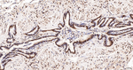 HMGN2 Antibody in Immunohistochemistry (Paraffin) (IHC (P))