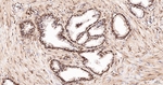 HMGN2 Antibody in Immunohistochemistry (Paraffin) (IHC (P))