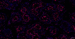 HMGN2 Antibody in Immunohistochemistry (Paraffin) (IHC (P))