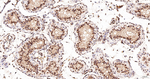 HMGN2 Antibody in Immunohistochemistry (Paraffin) (IHC (P))