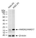 HMGN2 Antibody in Western Blot (WB)