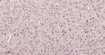 eIF3b Antibody in Immunohistochemistry (Paraffin) (IHC (P))