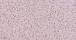 eIF3b Antibody in Immunohistochemistry (Paraffin) (IHC (P))