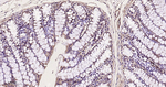 eIF3b Antibody in Immunohistochemistry (Paraffin) (IHC (P))