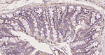eIF3b Antibody in Immunohistochemistry (Paraffin) (IHC (P))