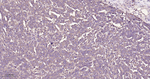 eIF3b Recombinant Rabbit Monoclonal Antibody (5A10)