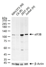 eIF3b Antibody in Western Blot (WB)
