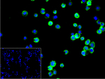 HLA-F Recombinant Rabbit Monoclonal Antibody (7F10)