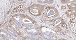 HLA-F Antibody in Immunohistochemistry (Paraffin) (IHC (P))
