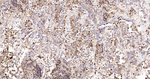 HLA-F Antibody in Immunohistochemistry (Paraffin) (IHC (P))
