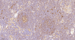 HLA-F Antibody in Immunohistochemistry (Paraffin) (IHC (P))