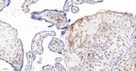 HLA-F Antibody in Immunohistochemistry (Paraffin) (IHC (P))