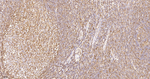 HLA-F Antibody in Immunohistochemistry (Paraffin) (IHC (P))