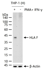 HLA-F Antibody in Western Blot (WB)