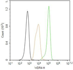 WDR4 Antibody in Flow Cytometry (Flow)