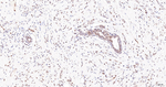WDR4 Antibody in Immunohistochemistry (Paraffin) (IHC (P))