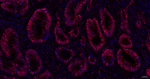 WDR4 Antibody in Immunohistochemistry (Paraffin) (IHC (P))