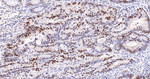WDR4 Antibody in Immunohistochemistry (Paraffin) (IHC (P))