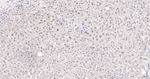 WDR4 Antibody in Immunohistochemistry (Paraffin) (IHC (P))
