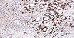 WDR4 Antibody in Immunohistochemistry (Paraffin) (IHC (P))