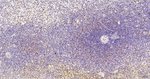 WDR4 Antibody in Immunohistochemistry (Paraffin) (IHC (P))