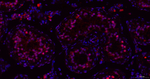 WDR4 Antibody in Immunohistochemistry (Paraffin) (IHC (P))