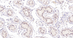 WDR4 Antibody in Immunohistochemistry (Paraffin) (IHC (P))