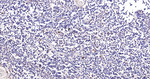 WDR4 Antibody in Immunohistochemistry (Paraffin) (IHC (P))