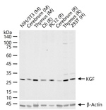 KGF Recombinant Rabbit Monoclonal Antibody (17D16)