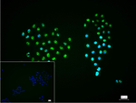 SPT5 Recombinant Rabbit Monoclonal Antibody (7G2)