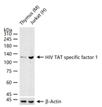 HTATSF1 Recombinant Rabbit Monoclonal Antibody (2C5)