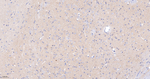 LGI1 Antibody in Immunohistochemistry (Paraffin) (IHC (P))