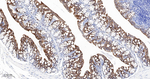 HMGCS2 Antibody in Immunohistochemistry (Paraffin) (IHC (P))