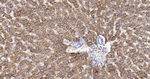 HMGCS2 Antibody in Immunohistochemistry (Paraffin) (IHC (P))