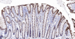 HMGCS2 Antibody in Immunohistochemistry (Paraffin) (IHC (P))
