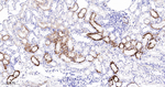 HMGCS2 Antibody in Immunohistochemistry (Paraffin) (IHC (P))
