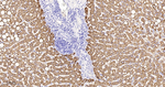 HMGCS2 Antibody in Immunohistochemistry (Paraffin) (IHC (P))