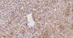 HMGCS2 Antibody in Immunohistochemistry (Paraffin) (IHC (P))